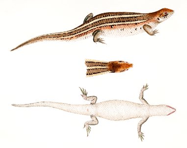Three Streaked Tiliqua (Tiliqua trivittata) from Illustrations of Indian zoology (1830-1834) by John Edward Gray (1800-1875).