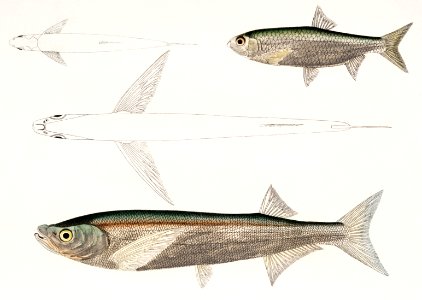 1. Morar Carp (Cyprinus Morar); 2. Cora Carp (Cyprinus Cora) from Illustrations of Indian Zoology (1830-1834) by John Edward Gray (1800-1875).. Free illustration for personal and commercial use.