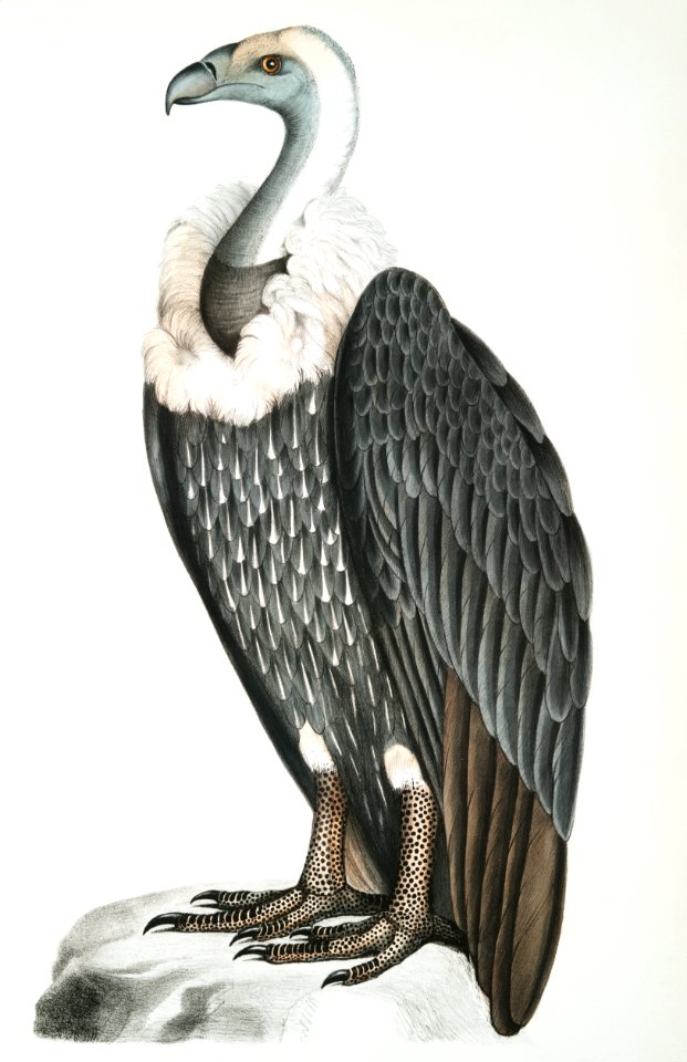White-backed Vulture (Vultur leuconota) from Illustrations of Indian zoology (1830-1834) by John Edward Gray (1800-1875).