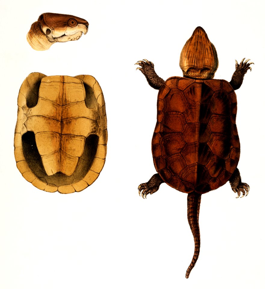 Chinese Large Headed Terrapin (Platysternon megacephalum) from Illustrations of Indian Zoology (1830-1834) by John Edward Gray (1800-1875).. Free illustration for personal and commercial use.