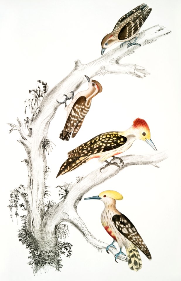 1. Brown Woodpecker (Picus Molluccensis) Male and Female; 2. Mahratta Woodpecker (Picus Mahrattensis) Male and Female from Illustrations of Indian zoology (1830-1834) by John Edward Gray (1800-1875).