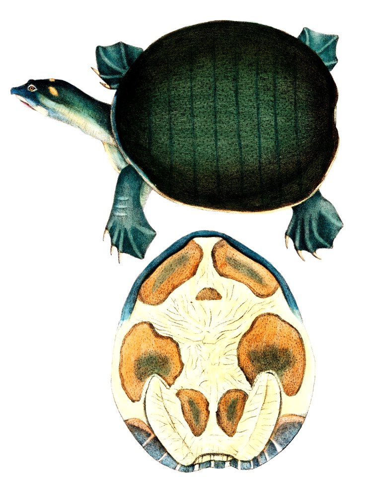 Valvular Trionyx (Emyda punctata), Trionyx granosus from Illustrations of Indian zoology (1830-1834) by John Edward Gray (1800-1875).. Free illustration for personal and commercial use.