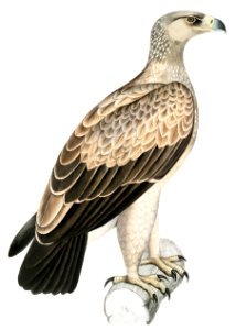 White Dotted Eagle (Aquila punctata) from Illustrations of Indian zoology (1830-1834) by John Edward Gray (1800-1875).. Free illustration for personal and commercial use.