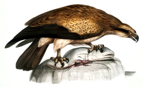 Plain Fishing Eagle (Haliætus unicolor) from Illustrations of Indian zoology (1830-1834) by John Edward Gray (1800-1875).