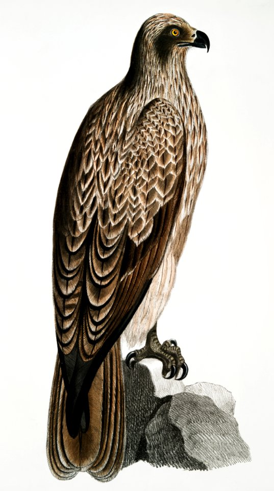 Lined Fishing Eagle (Haliætus lineatus) from Illustrations of Indian zoology (1830-1834) by John Edward Gray (1800-1875).
