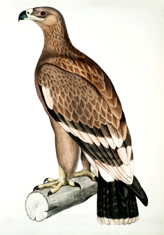 White-banded Eagle (Aquila bifasciata) from Illustrations of Indian zoology (1830-1834) by John Edward Gray (1800-1875).