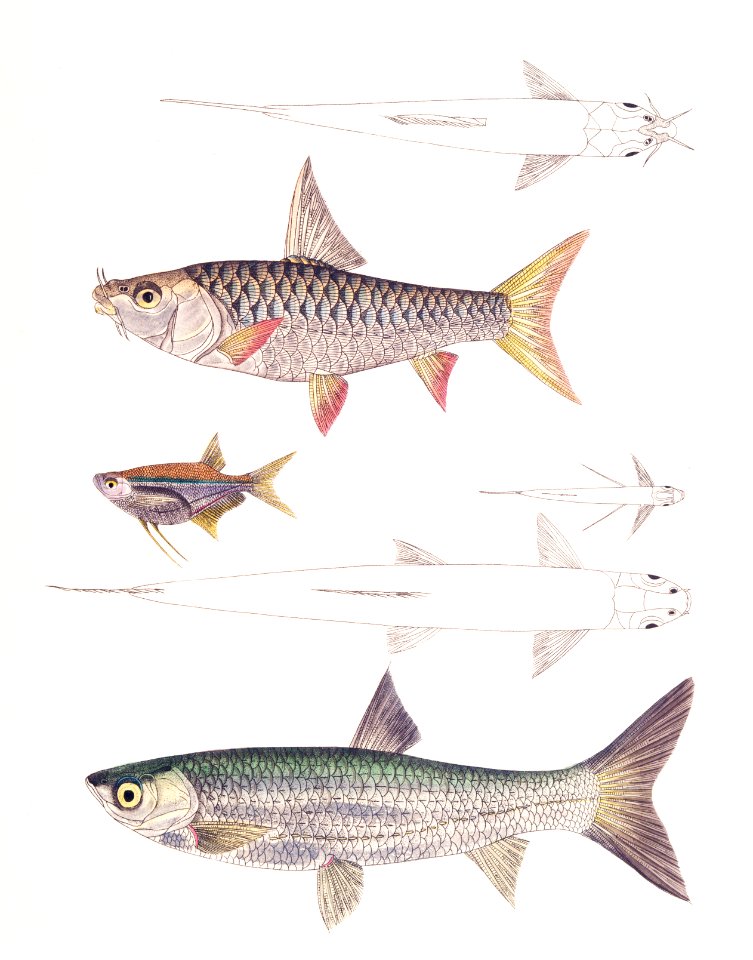 1. Dr. Hamilton's Tor Carp (Tor Hamiltonii); 2. Alpar Carp (Chela Alpar); 3. Elanga Carp (Bengala Elanga) from Illustrations of Indian Zoology (1830-1834) by John Edward Gray (1800-1875). Original from The New York Public Library