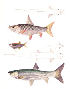 1. Dr. Hamilton's Tor Carp (Tor Hamiltonii); 2. Alpar Carp (Chela Alpar); 3. Elanga Carp (Bengala Elanga) from Illustrations of Indian Zoology (1830-1834) by John Edward Gray (1800-1875). Original from The New York Public Library