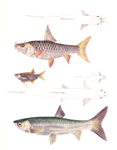 1. Dr. Hamilton's Tor Carp (Tor Hamiltonii); 2. Alpar Carp (Chela Alpar); 3. Elanga Carp (Bengala Elanga) from Illustrations of Indian Zoology (1830-1834) by John Edward Gray (1800-1875). Original from The New York Public Library. Free illustration for personal and commercial use.