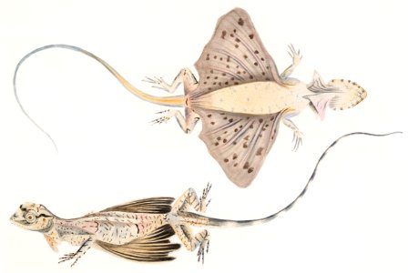 Short Puched Dragon (Draco abreviata) from Illustrations of Indian zoology (1830-1834) by John Edward Gray (1800-1875).