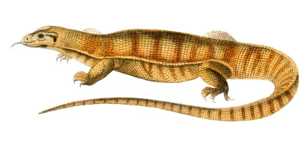 1. Yellow Monitor (Monitor flavescens) from Illustrations of Indian zoology (1830-1834) by John Edward Gray (1800-1875).. Free illustration for personal and commercial use.