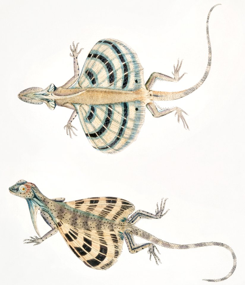 Five Banded Dragon Lizard (Draco quinque-fasciata) from Illustrations of Indian zoology (1830-1834) by John Edward Gray (1800-1875).