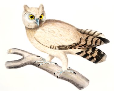 Coromandel Owl (Strix Coromandra) from Illustrations of Indian zoology (1830-1834) by John Edward Gray (1800-1875).. Free illustration for personal and commercial use.
