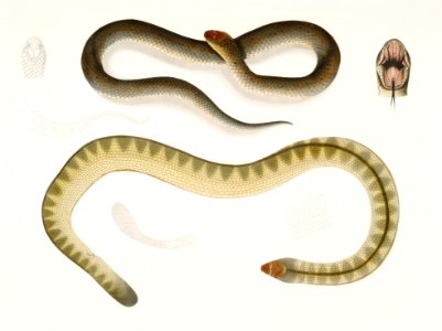 1. Penang Hypserina (Hypserina Hardwickii); 2. Hardwicke's Short Sea Snake (Lapemis Hardwickii) from Illustrations of Indian zoology (1830-1834) by John Edward Gray (1800-1875).
