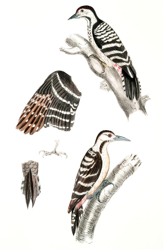 Lesser spotted Woodpecker (Picus Macei) 1. Male, 2. Female, 2a. Wing, 2b. Tail from Illustrations of Indian zoology (1830-1834) by John Edward Gray (1800-1875).