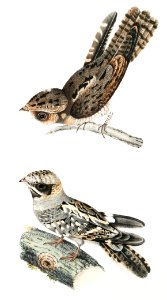 1. Indian Goat Sucker (Caprimulgus Indicus); 2. Bombay Goat Sucker (Caprimulgus Asiaticus) from Illustrations of Indian zoology (1830-1834) by John Edward Gray (1800-1875).