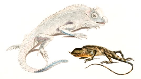 1. Macgregor's Lyre Headed Lizard (Lyriocephalus Macgregorii); 2. Stoddart's Unicorn Lizard (Ceratophora Stoddartii) from Illustrations of Indian zoology (1830-1834) by John Edward Gray (1800-1875).. Free illustration for personal and commercial use.