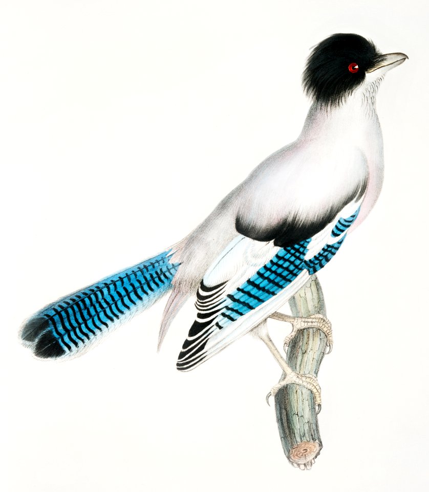 Almorah Jay (Garrulus Vigorsii) from Illustrations of Indian zoology (1830-1834) by John Edward Gray (1800-1875).