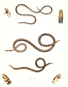 1. Slender Calliophis (Calliophis gracilis); 2. Lined Maticora (Maticora lineata); 3. White Bellied Changulia (Changulia albiventer) from Illustrations of Indian zoology (1830-1834) by John Edward Gray (1800-1875).. Free illustration for personal and commercial use.