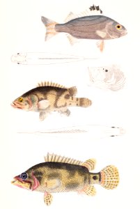 1. Three Banded Pterapon (Pterapon trivittatus); 2. Clouded Bedula (Bedula nebulosus); 3. Dr. Hamilton's Bedula (Bedula Hamiltonii) from Illustrations of Indian zoology (1830-1834) by John Edward Gray (1800-1875). Original from The New York Public Library