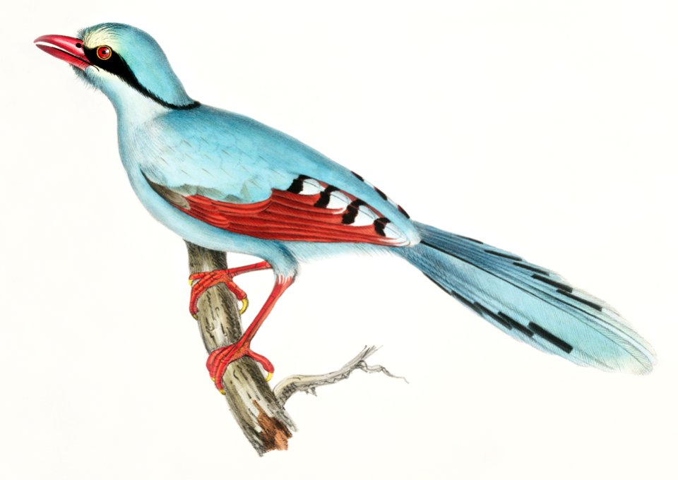 Hunting Crow (Kitta venatorius) from Illustrations of Indian zoology (1830-1834) by John Edward Gray (1800-1875).