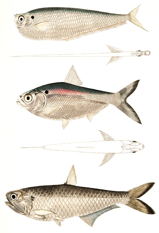 1. Finless Ramcarata (Apterygia Ramacarata); 2. Chapra Shad (Alosa Chapra); 3. Dr. Hamilton's Long Jawed Herring (Thrissa Hamiltonii) from Illustrations of Indian zoology (1830-1834) by John Edward Gray (1800-1875).