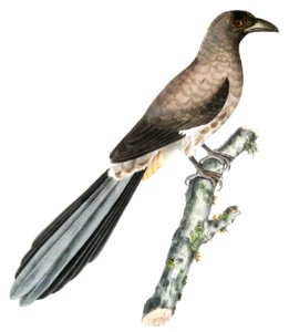 Chinese Magpie (Pica Sinensis) from Illustrations of Indian zoology (1830-1834) by John Edward Gray (1800-1875).. Free illustration for personal and commercial use.