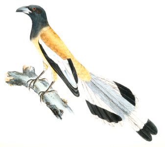 Weigler, Rufons Magpie (Pica Vagabunga) Natives of Calcutta from Illustrations of Indian zoology (1830-1834) by John Edward Gray(1800-1875).. Free illustration for personal and commercial use.