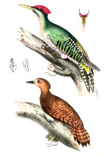 1. Almorah Woodpecker (Picus dimidiatus); 2. Rufus Indian Woodpecker (Picus rufus) from Illustrations of Indian zoology (1830-1834) by John Edward Gray (1800-1875).