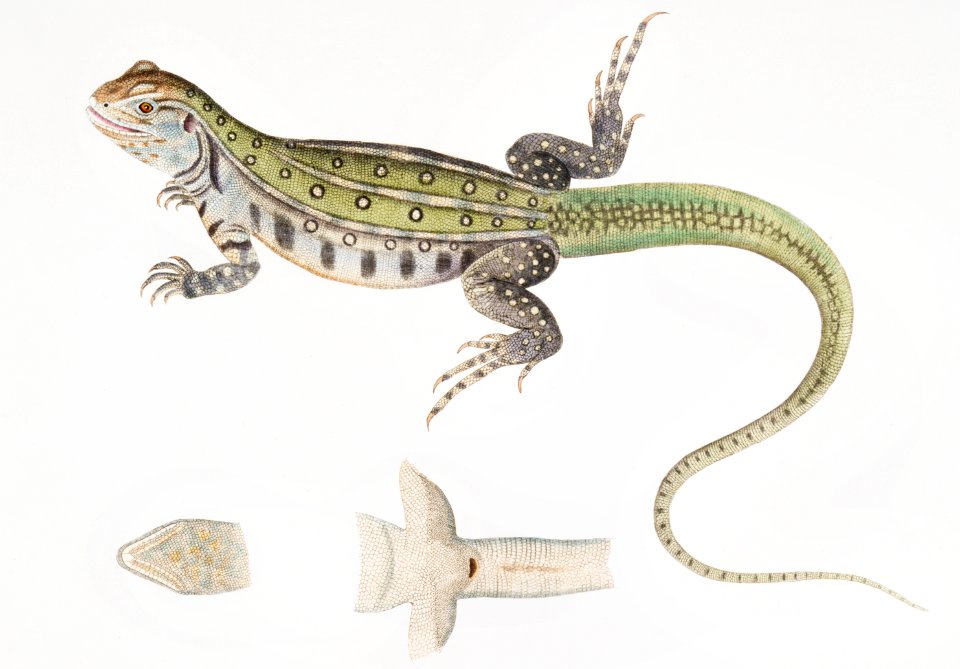 Bell's Uromastix (Uromastix Bellii) from Illustrations of Indian zoology (1830-1834) by John Edward Gray (1800-1875).