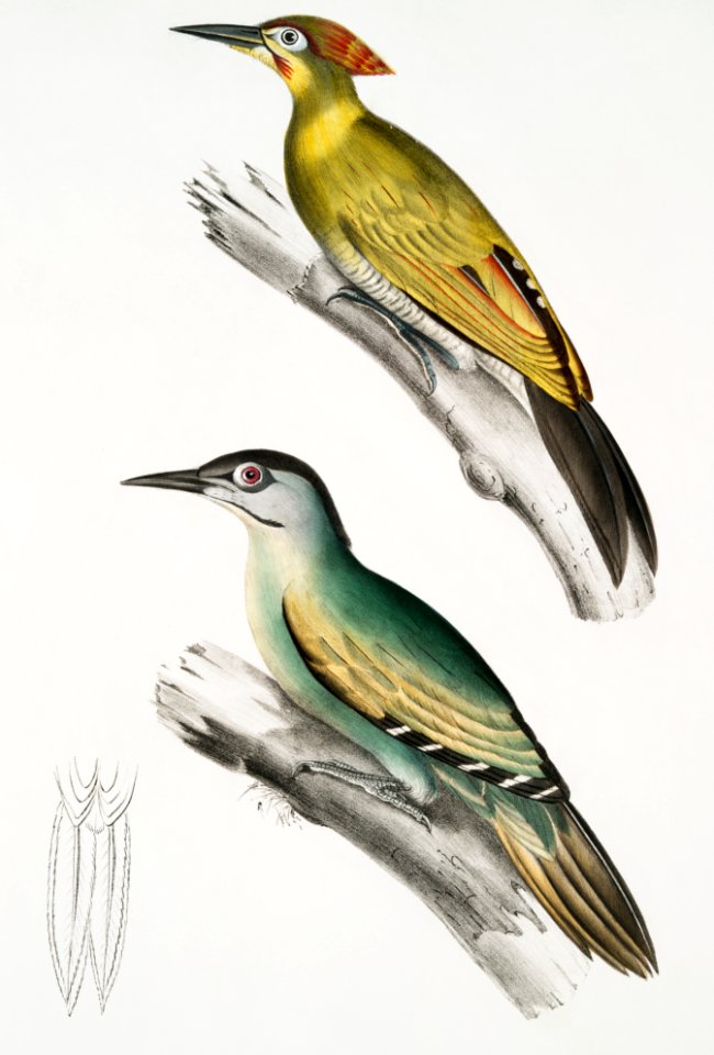 1. Nepaul Woodpecker (Picus Nepaulensis) 2. Moustache Woodpecker (Picus barbatus) from Illustrations of Indian zoology (1830-1834) by John Edward Gray (1800-1875).