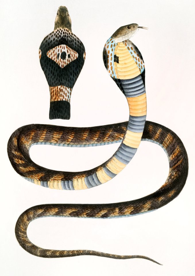 Banded Cobra Capella (Naia tripudians) from Illustrations of Indian zoology (1830-1834) by John Edward Gray (1800-1875).