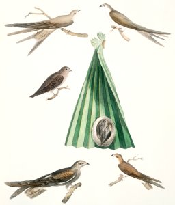 1. Balassian [Balastian] Swift (Cypselus palmarum) 1a. Male, 1b. Female, 1c. Young, 1d. Nest; 2. Allied Swift (Cypselus affinis); 3. Chinese Martin (Hirundo Sinensis) from Illustrations of Indian zoology (1830-1834) by John Edward Gray (1800-1875).