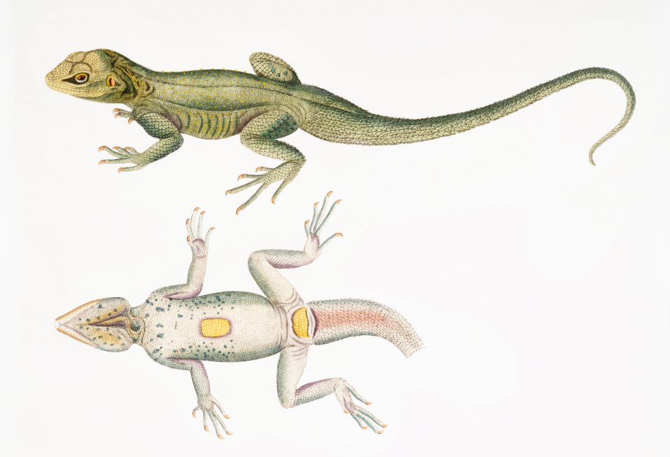 Tubercled Agama (Agama tuberculata) from Illustrations of Indian zoology (1830-1834) by John Edward Gray (1800-1875).