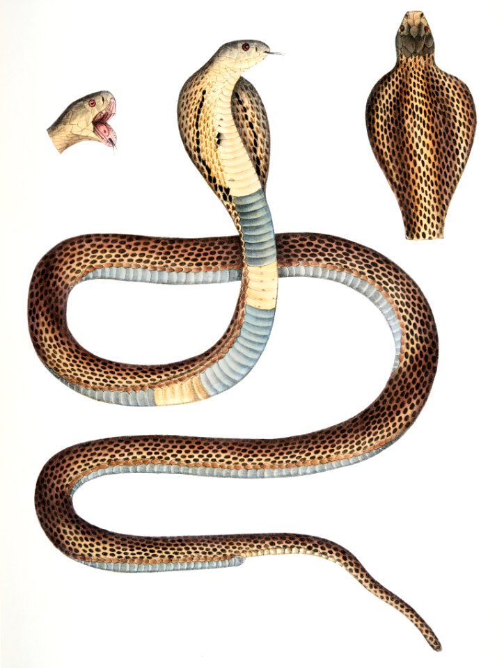 Cobra Capella (Naia tripudians from Illustrations of Indian zoology (1830-1834) by John Edward Gray (1800-1875).