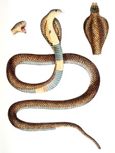 Cobra Capella (Naia tripudians from Illustrations of Indian zoology (1830-1834) by John Edward Gray (1800-1875).