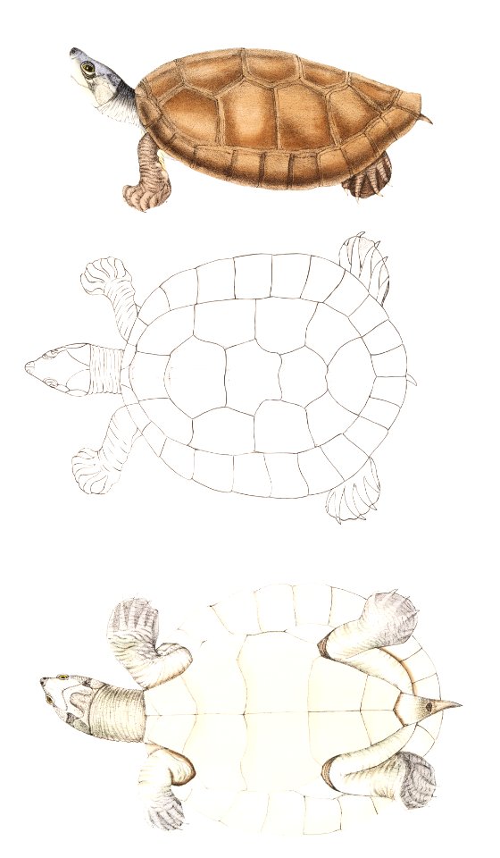 Batagur Terrapin (Emys Batagur) from Illustrations of Indian zoology (1830-1834) by John Edward Gray (1800-1875).