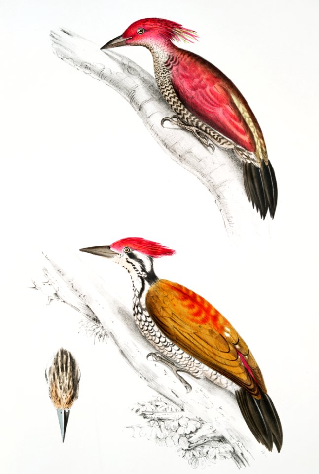1. Crimson Woodpecker (Picus mineatus); 2. Indian three-toed Woodpecker (Picus Tiga); 3. A head of Female from Illustrations of Indian zoology (1830-1834) by John Edward Gray (1800-1875).