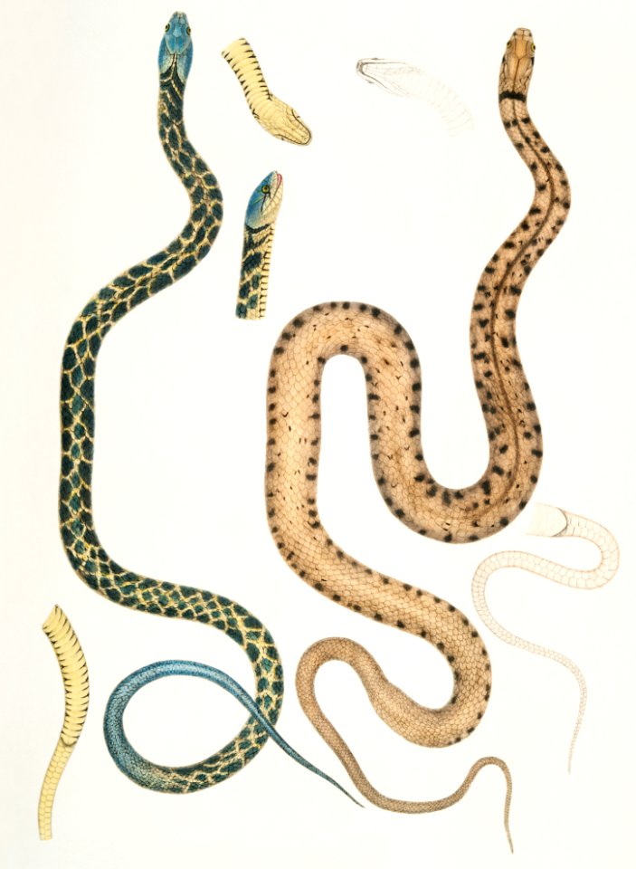 1-3. Bengal Snake (Coluber Bengalensis); 4-7. Lozenge Snake (Coluber rectangulus) from Illustrations of Indian zoology (1830-1834) by John Edward Gray (1800-1875).