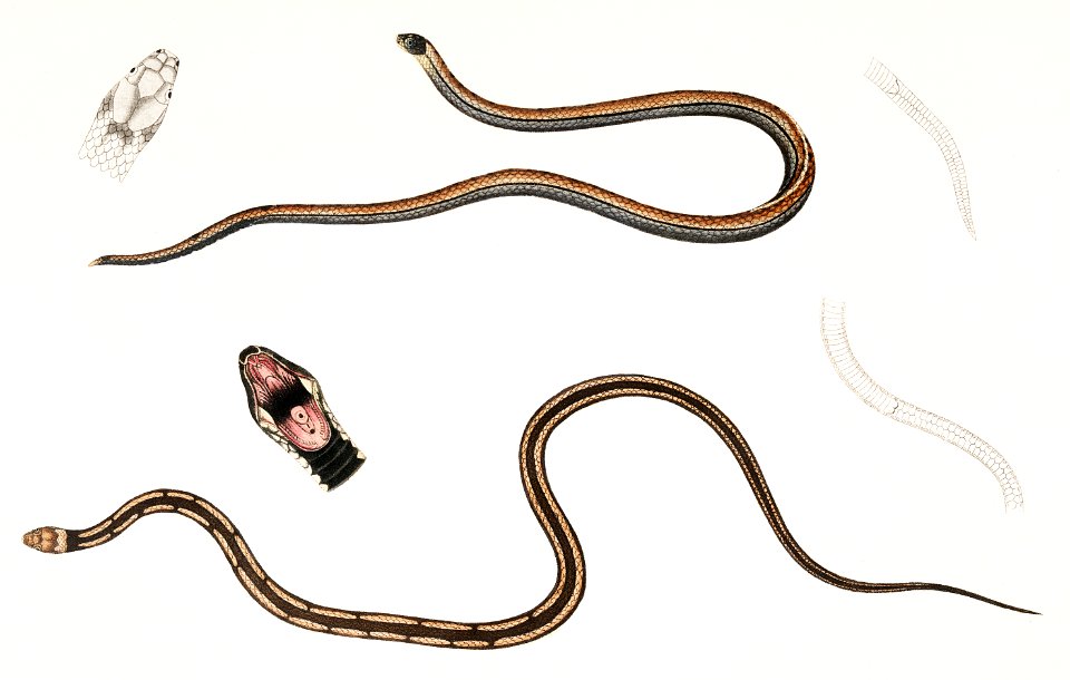 1. Lined backed Elaps (Elaps dorsalis); 2. Chain Spotted Lycodon (Lycodon catenatus) from Illustrations of Indian zoology (1830-1834) by John Edward Gray (1800-1875).
