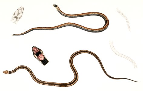 1. Lined backed Elaps (Elaps dorsalis); 2. Chain Spotted Lycodon (Lycodon catenatus) from Illustrations of Indian zoology (1830-1834) by John Edward Gray (1800-1875).. Free illustration for personal and commercial use.