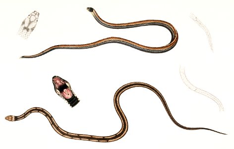 1. Lined backed Elaps (Elaps dorsalis); 2. Chain Spotted Lycodon (Lycodon catenatus) from Illustrations of Indian zoology (1830-1834) by John Edward Gray (1800-1875).