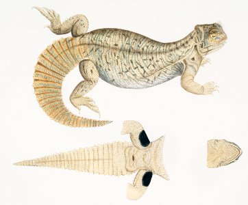 Hardwicke's Uromastix (Uromastix Hardwickii) from Illustrations of Indian zoology (1830-1834) by John Edward Gray (1800-1875).