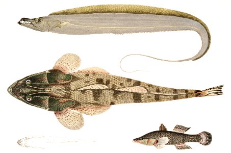 1. Armed Hairtail (Trichiurus armatus); 2. Chacca Flathead (Platycephalus Chacca); 3. Indian Cheilodipterus (Cheilodipterus Batis) from Illustrations of Indian zoology (1830-1834) by John Edward Gray (1800-1875).