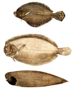 1. Chinese Plaice (Platessa Chinensis); 2. Dr. Russell's Plaice (Platessa Russellii); 3. Short lined Finless Sole (Plagusia abbreviata) from Illustrations of Indian zoology (1830-1834) by John Edward Gray (1800-1875).. Free illustration for personal and commercial use.