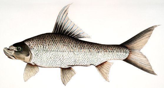 Falcated Rock Carp (Cyprinus (Bangana) falcata) from Illustrations of Indian zoology (1830-1834) by John Edward Gray (1800-1875).. Free illustration for personal and commercial use.
