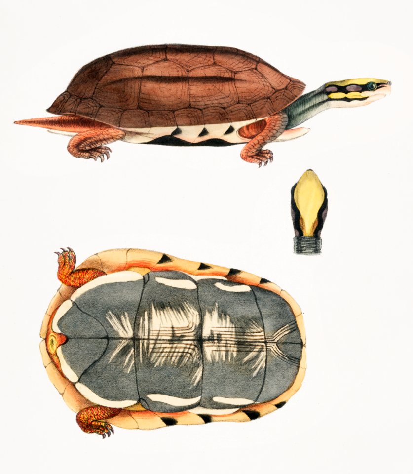 Three Banded Box Terrapin (Cistuda trifasciata) from Illustrations of Indian zoology (1830-1834) by John Edward Gray (1800-1875).