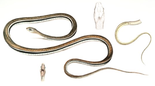Lined Tailed Tree Snake (Ahætula caudolineata) from Illustrations of Indian zoology (1830-1834) by John Edward Gray (1800-1875).. Free illustration for personal and commercial use.