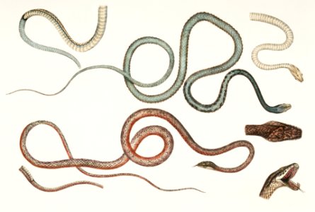 1. Side Streaked Tree Snake (Dendrophis lateralis); 2. Reddish Dipsus (Dipsus rubescens) from Illustrations of Indian zoology (1830-1834) by John Edward Gray (1800-1875).. Free illustration for personal and commercial use.
