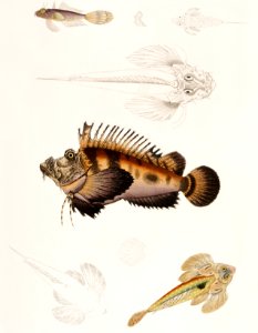 1. Bearded Anaora (Anaora tentaculata amboina); 2. Cuvier's Pelors (Pelors Cuvieri); 3. Forked Spined Dragonette (Callionymus serrato spinosus) from Illustrations of Indian Zoology (1830-1834) by John Edward Gray (1800-1875).. Free illustration for personal and commercial use.